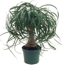 Beaucarnea Guatemalan Red Ponytail Palm 6&quot; Pot Easy to Grow Live Plant Indoor - £91.11 GBP