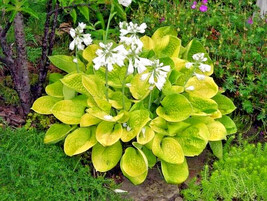 20 Maui Buttercup Hosta Seeds Hosta Maui Buttercups Seeds Fresh Fast Shipping - £11.31 GBP