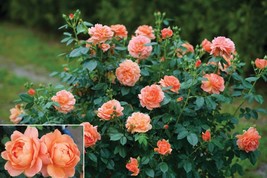 Rose At Last (Rosa hybrid) 4 inch pot size - £47.05 GBP