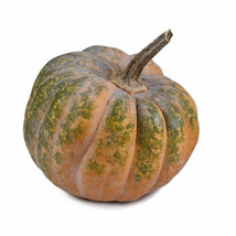 25 Musquee De Provence Pumpkin Seeds Planting Gardening USA SHIPPING - £10.32 GBP