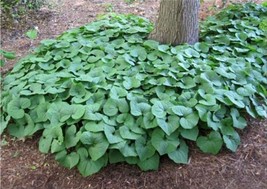 100 Seeds Wild Ginger Seeds Gardening USA Seller - £10.90 GBP