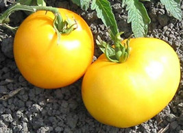 50 Seeds Golden Girl Tomato Juicy Tomatoe Vegetable Garden Edible Food - $3.66