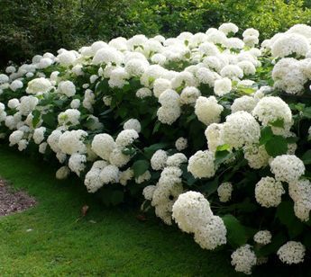 10 Organic Pure White Hydrangea Seeds Big Leaf