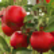 Early Summer Red apple tree grafted 5x5x12 inches pot size 1 year old - £89.70 GBP