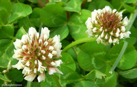 Clover White Dutch Perennial Flower 10356 Seeds New Fast Shipping - $3.98