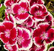 Sweet William Flowers 1000 Seeds Organic, Beautiful Clusters - £8.64 GBP