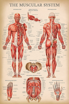 Palace Learning Vintage Muscular System Anatomical Chart - Human Muscle Anatomy  - £14.72 GBP