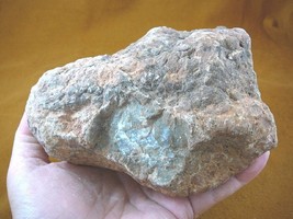 DF845-15) 4lb Fossil REAL DINOSAUR POOP Coprolite Dino Valley Utah DUNG ... - £65.61 GBP