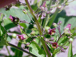 THJAR Scrophularia umbrosa | Water Betony | Water Figwort | 50 Seeds - $53.09 MXN