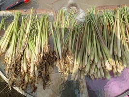 6 Live Lemongrass Stalks Organic Cymbopogon Plant Healthy Herb Lemon Grass - £23.21 GBP