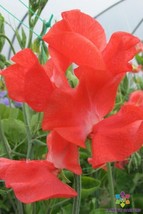 HS  50+ Florencecourt Sweet Pea Seeds For Garden Planting - USA  - £5.52 GBP