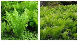 Bareroot Ostrich Fern Matteuccia struthiopteris | Live Plant - £28.02 GBP