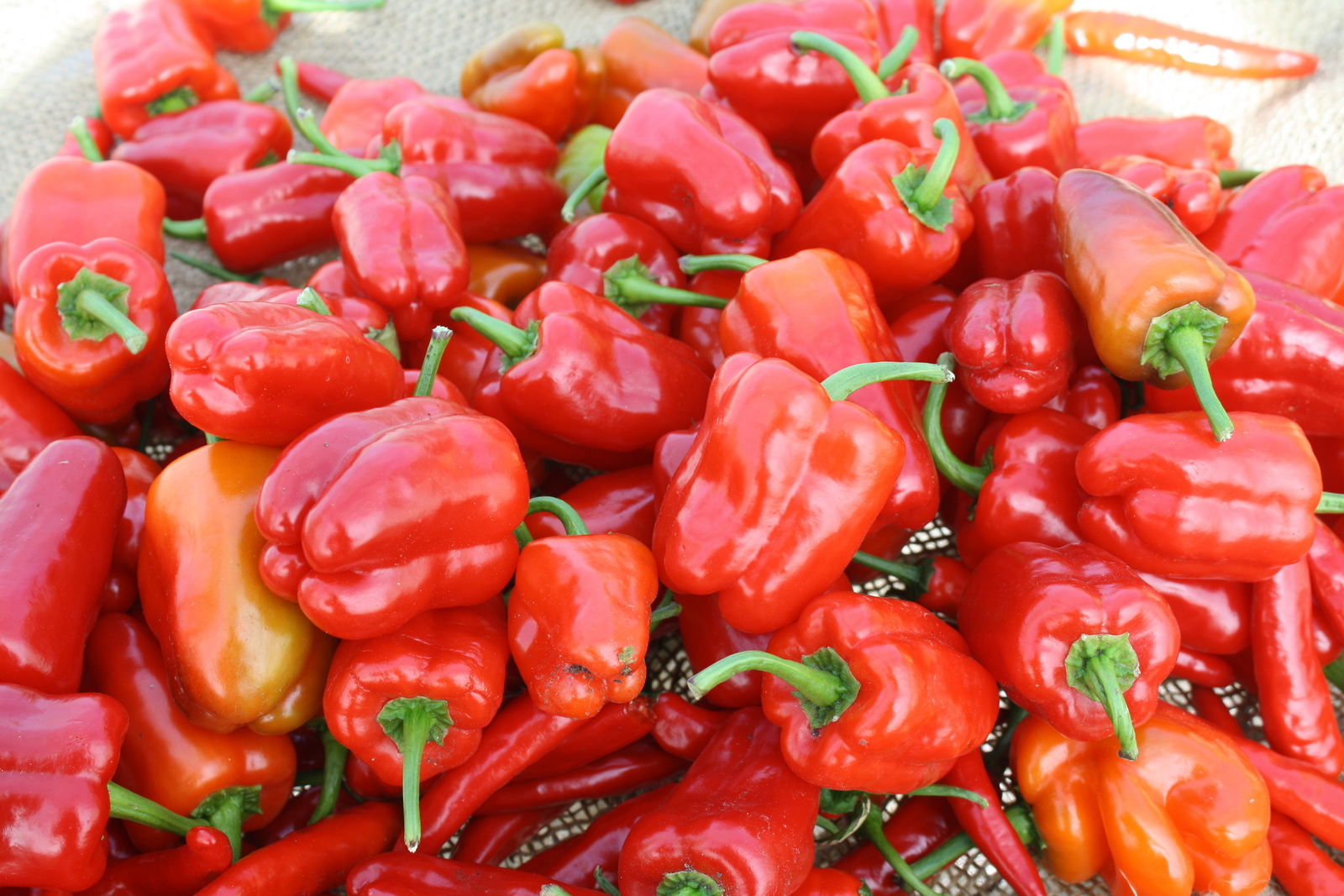 Bell Pepper 'Cajun Belle' Vegetable Seeds, sweet with a touch of spicy heat vege - $10.96