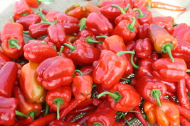 Bell Pepper &#39;Cajun Belle&#39; Vegetable Seeds, sweet with a touch of spicy heat vege - £8.61 GBP