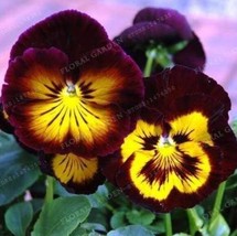 200PCS Wavy Viola Tricolor Pansy Flower Seeds Dark Purple with Yellow Petals - £8.64 GBP