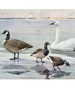 Canada Goose Swan Brant 1955 Plate Print Birds Of America Nature Art DWEE31 - $459.88 MXN