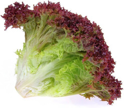 AD 1000 Lollo Rosso Lettuce Seeds Non Gmo Home Garden - $13.26