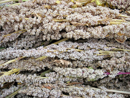 100 Organic Peppermint Quinoa Grain Chenopodium Quinoa White Green - White Seeds - $11.00