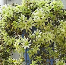 Hot Selling Gimax 100 seeds Clematis Flower Seeds Decoration Vines Climb... - $8.99