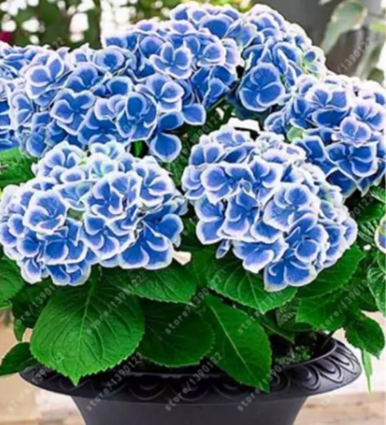 Navy Blue White Hydrangea - 20 Seeds - Ball Bloom - £7.50 GBP