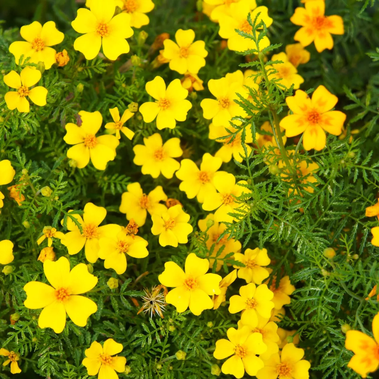 Lemon Gem Marigold Seeds for Garden Planting 25 Seeds USA - $8.33