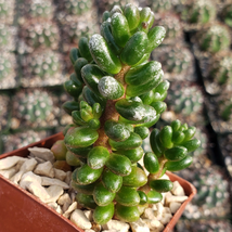 Cactus Sedum Furfuraceum Cacti Succulent Real Live Plant  - £37.99 GBP