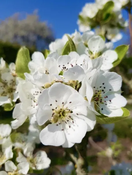 Fresh Callery Pear Pyrus Calleryana Bradford Pear - 20 Seeds 2023 - Usa - £11.19 GBP