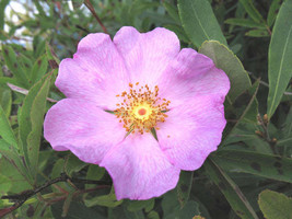 FREE SHIPPING Rosa palustris Swamp, Willow Leaved, and Hudson Rose 20 Seeds - $17.99