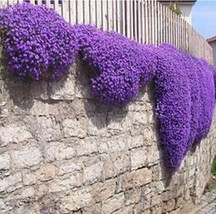 200 pcs Creeping Thyme Seeds Rock CRESS Plant - Purple Flowers FROM GARDEN - £7.04 GBP