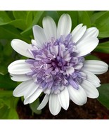 RD 50+ Purple &amp; White 3D Cape Daisy Seeds for Garden  - $5.15