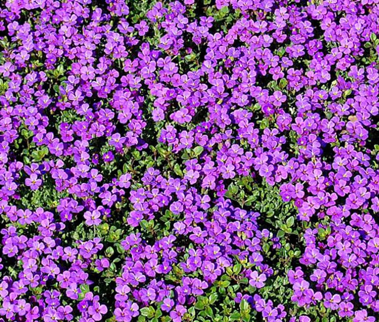 RAFH 200 Purple Rockcress Seed Flower Perennial Aubrieta Deltoida Heirloom Seeds - $8.39