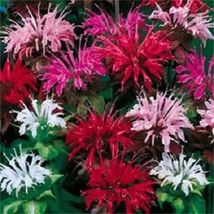 25 Seeds BEE BALM MIX Lemon Hummingbird Mint Monarda Didyma Mixed Colors Flower - £13.57 GBP