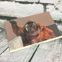 Vintage Postcard Orang-Utan Monkey San Diego Zoo Collectible Animal Travel  - £5.50 GBP