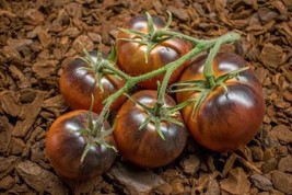 Chestnut Chocolate Tomato Seeds Gardening Fresh USA SELLER - $15.00