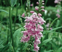 40 Pc Seeds Pink Obedient Flower Plant, Obedient Seeds for Planting | RK - £11.74 GBP