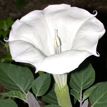 Sacred Datura Innoxia Moonflower Moon Lily Angel&#39;s Trumpet Flower Fresh Seeds Fr - £11.29 GBP