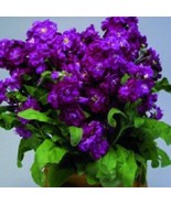 50 Matthiola Purple Evening Or Night Scented Stock Annual Flower Seeds F... - $22.44 CAD