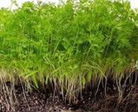 Simple Pack 600    seed Microgreens Carrot Baby Carrot Resistafly F1 - $8.67