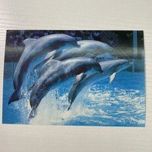 Marineland Niagara Falls Canada Performing Dolphins Postcard - $3.87