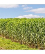 1000+Switchgrass Seeds Native Tall Grass Prairie Ornamental Perennial Fr... - £7.28 GBP