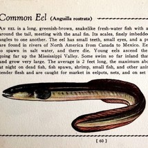 Common Eel 1939 Fresh Water Fish Art Gordon Ertz Color Plate Print PCBG20 - £24.03 GBP