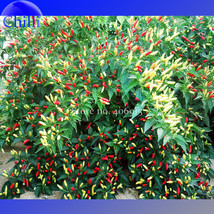 Goodidea Organically Grown Angkor Sunrise Hot Pepper Seeds, 30 Seeds. heirloom n - $6.59