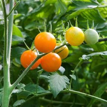 Sunsugar Tomato Plant Sweetest Tomato In The World 2.5 inch Pot New Fast Shippin - $29.86