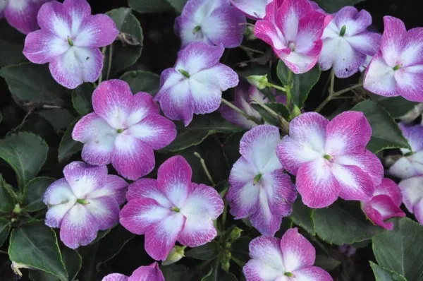 Impatiens Seeds 50 Seeds Impatiens Super Elfin Xp Violet Starburst Garden - £8.64 GBP