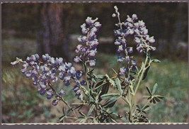 1960&#39;s Postcard YELLOWSTONE LUPINE FLOWER Unposted - £2.34 GBP