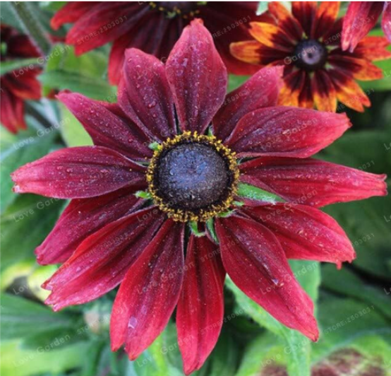 Rudbeckia Hirta Seed Chinese Summer Rudbeckia - $9.99