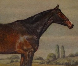 A/S Alderson Beautiful Dark Colored Horse in a Pasture Vintage Postcard  - £9.65 GBP