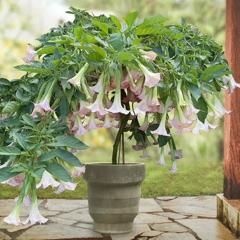 15+ seeds Angel’s Trumpet ‘Pink Pastel’  house plant-  garden- flowers - £5.98 GBP