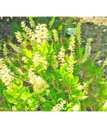 30 White Dove Sweet Pepperbush Seeds Clethra Alnifolia White Dove Fresh ... - $18.72 CAD