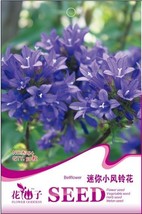 5 Seeds Packs Purple Mini Bellflower Seed, Herb Outdoor Gardening for Households - $30.00